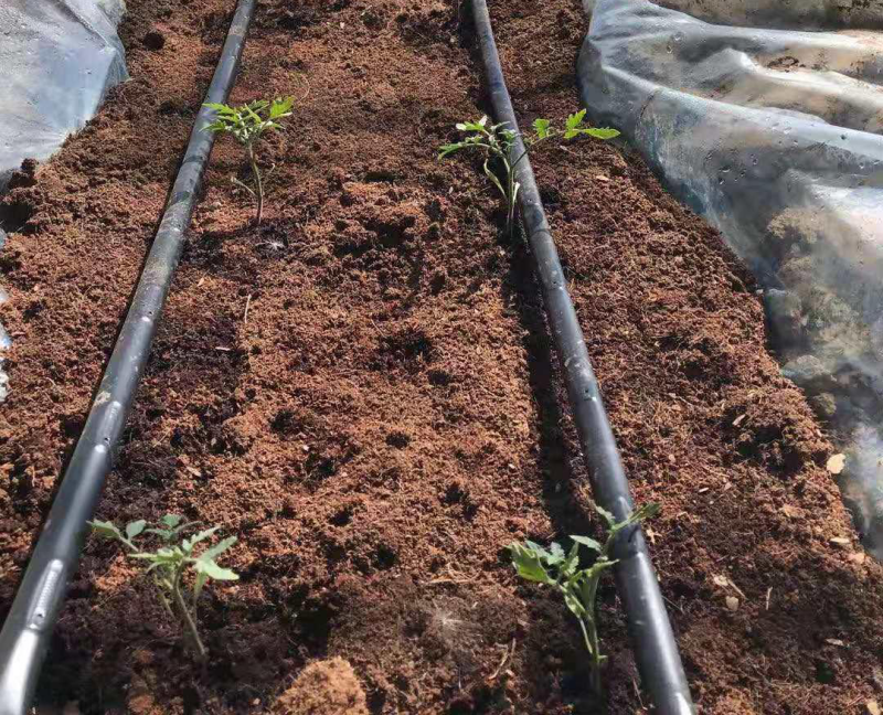 無土栽培定植.png 無土栽培定植.png