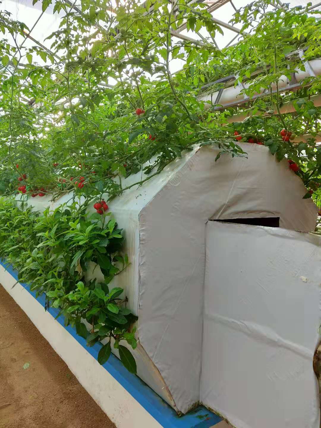 無(wú)土栽培霧培.jpg 無(wú)土栽培霧培.jpg