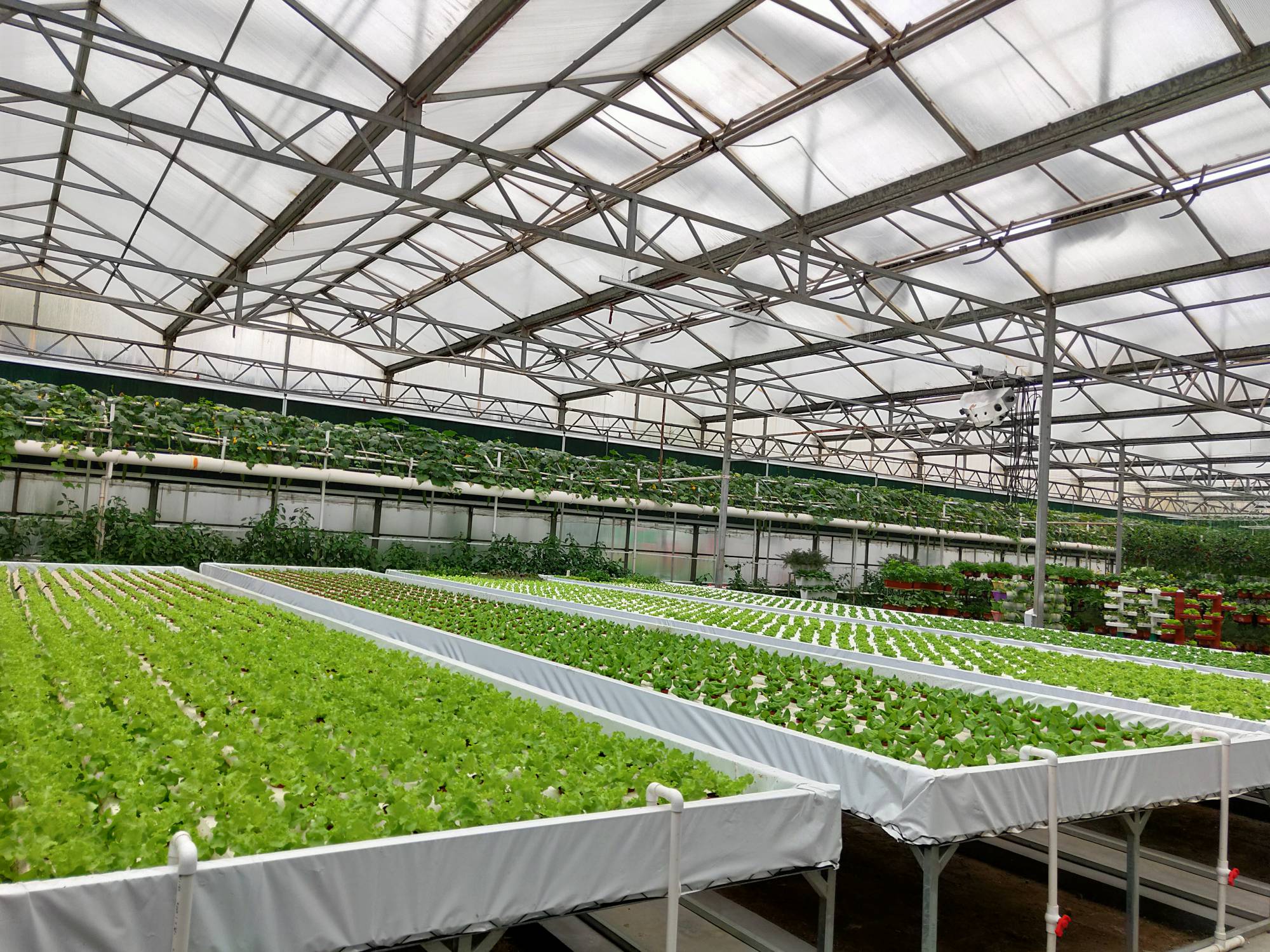 無(wú)土栽培淺液流栽培.jpg 無(wú)土栽培淺液流栽培.jpg