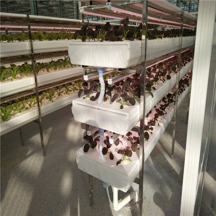 無(wú)土栽培深夜流栽培.jpg 無(wú)土栽培深夜流栽培.jpg