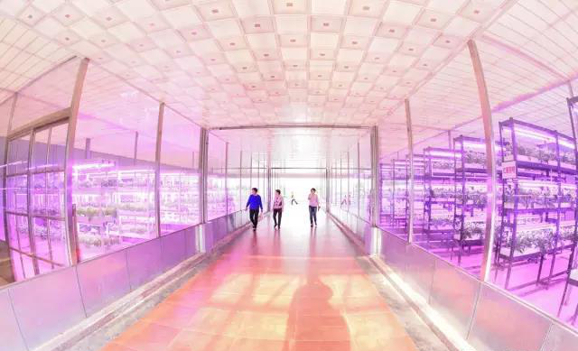 植物工廠.jpg 植物工廠.jpg