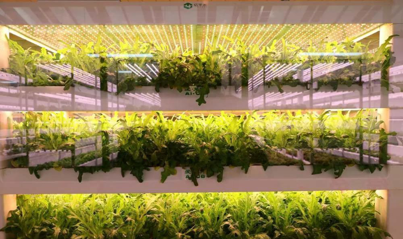 植物工廠.jpg 植物工廠.jpg