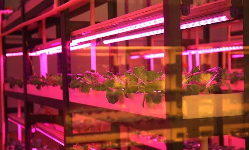 無(wú)土栽培--植物工廠.jpg 無(wú)土栽培--植物工廠.jpg