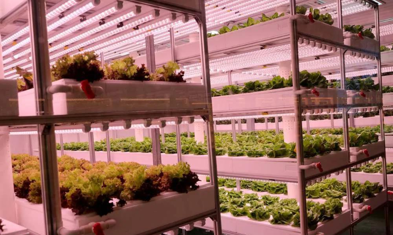 無(wú)土栽培--植物工廠.jpg 無(wú)土栽培--植物工廠.jpg