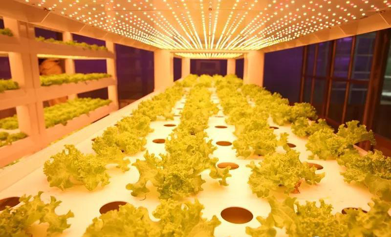 無(wú)土栽培--植物工廠.jpg 無(wú)土栽培--植物工廠.jpg