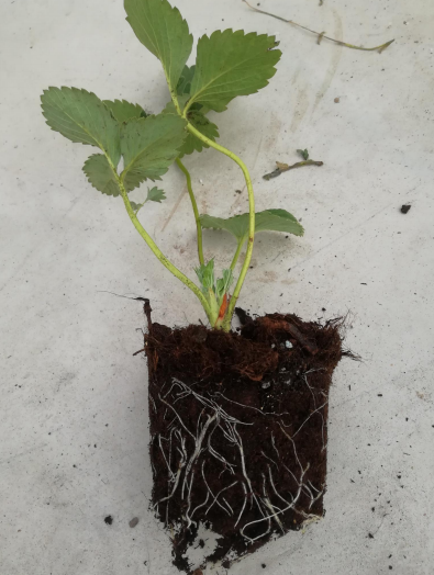 無土栽培草莓壯苗.png 無土栽培草莓壯苗.png