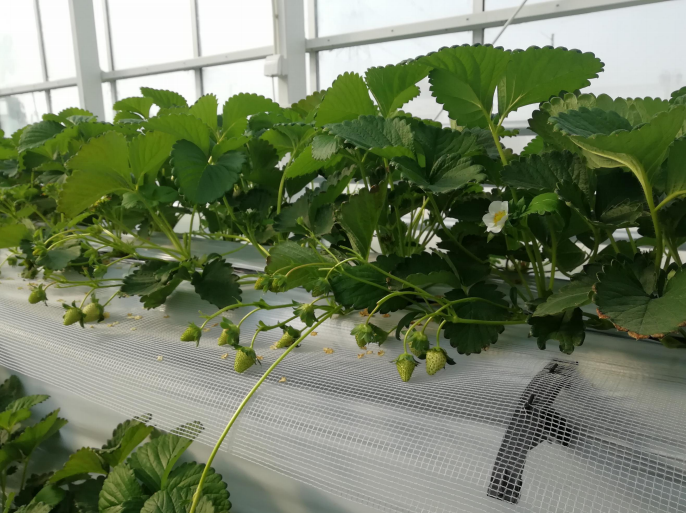 無土栽培草莓結(jié)果期.png 無土栽培草莓結(jié)果期.png