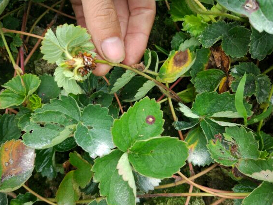 草莓炭疽病.jpg 草莓炭疽病.jpg