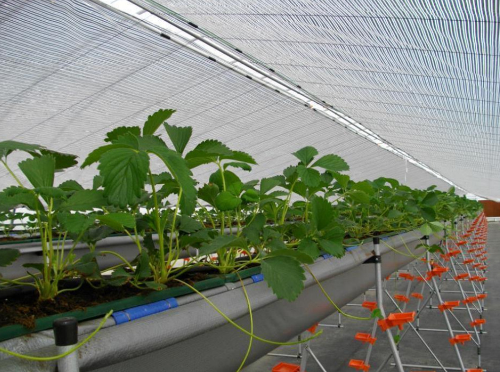 無土栽培草莓定植.png 無土栽培草莓定植.png