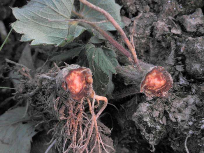 草莓紅中柱根腐病.jpg 草莓紅中柱根腐病.jpg