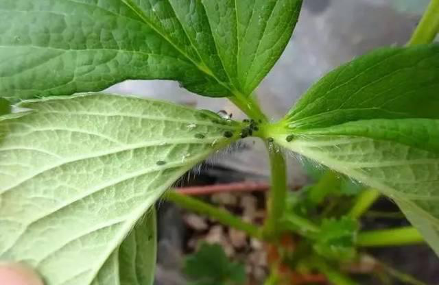 草莓蚜蟲.jpg 草莓蚜蟲.jpg