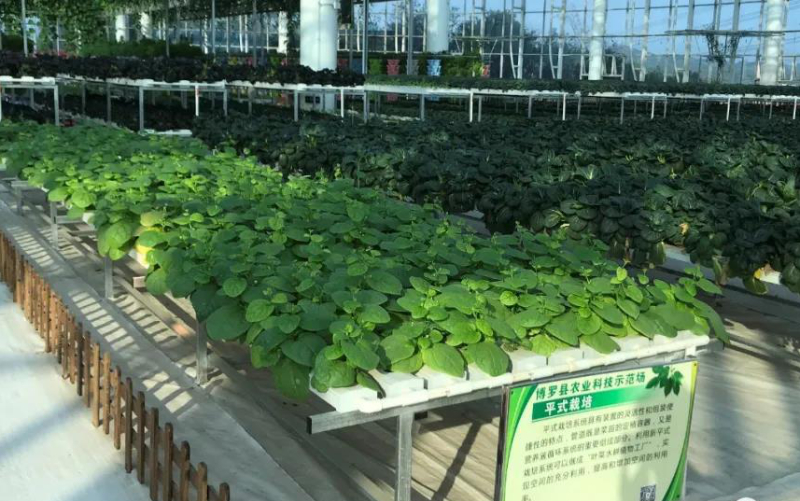 無土栽培--管道栽培小白菜.jpg 無土栽培--管道栽培小白菜.jpg