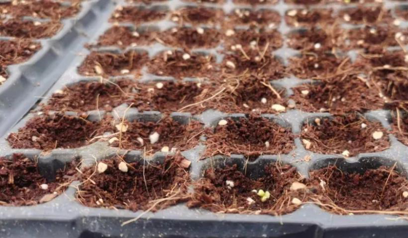 無土栽培穴盤播種.jpg 無土栽培穴盤播種.jpg