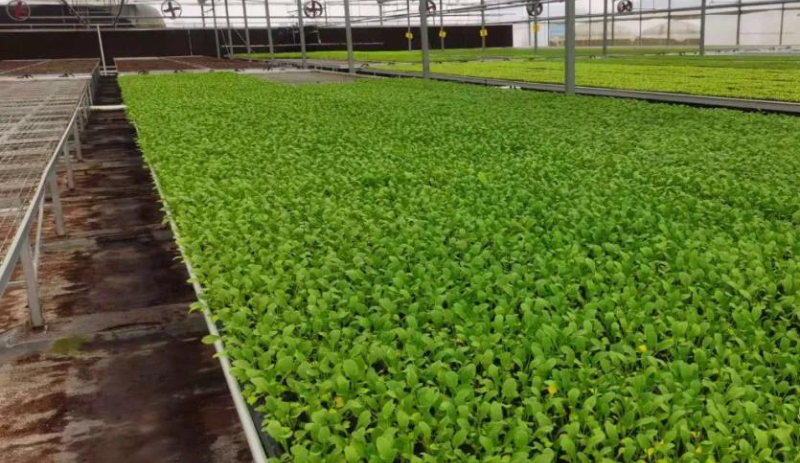 無土栽培--苗床管理.jpg 無土栽培--苗床管理.jpg