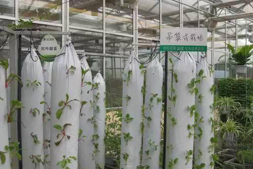 吊袋式無(wú)土栽培.jpg 吊袋式無(wú)土栽培.jpg