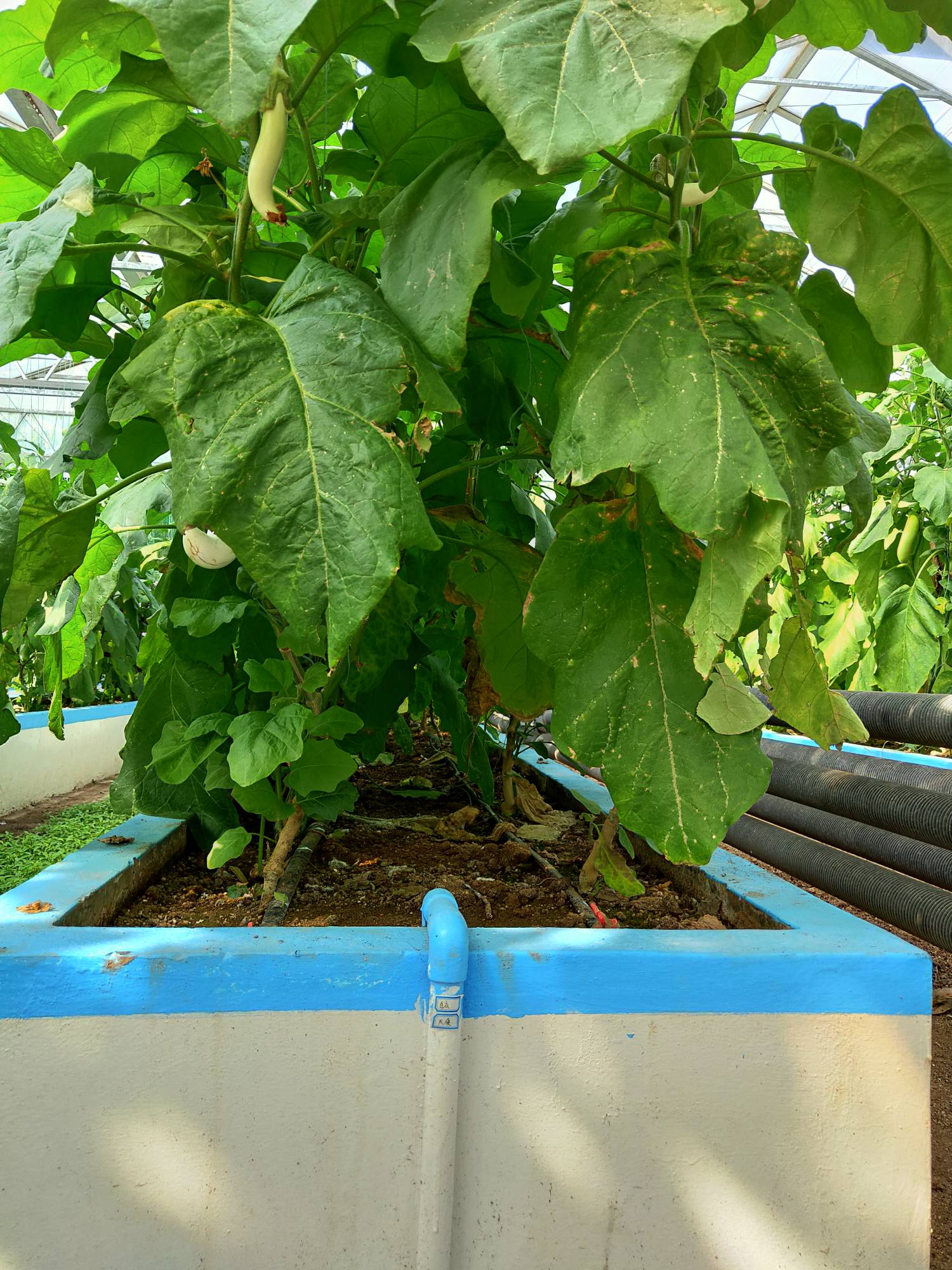 槽式無(wú)土栽培.jpg 槽式無(wú)土栽培.jpg