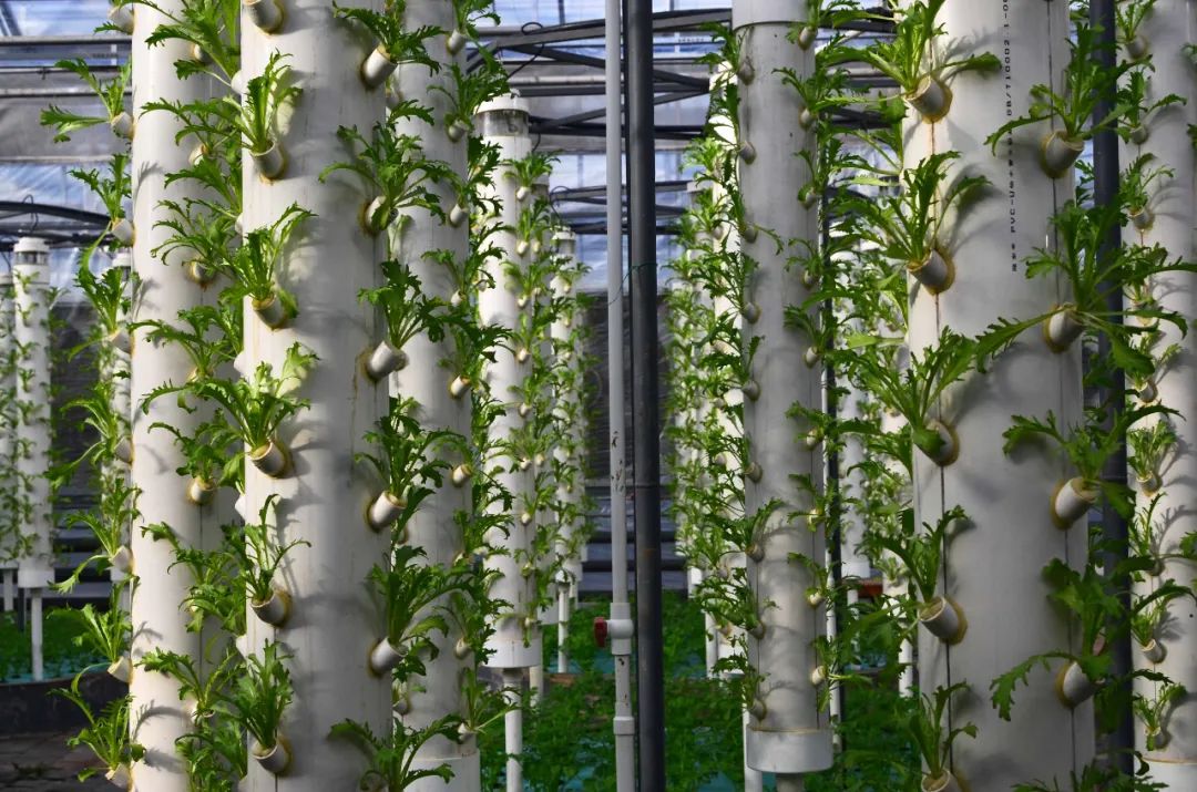 立體垂直無(wú)土栽培 1.jpg 立體垂直無(wú)土栽培 1.jpg