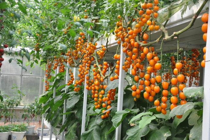 無(wú)土栽培西紅柿.jpg 無(wú)土栽培西紅柿.jpg