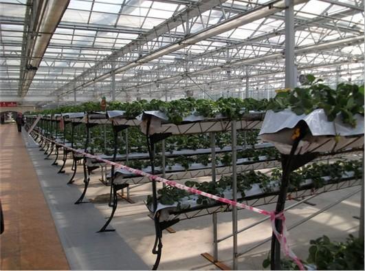 無(wú)土栽培--高架草莓.jpg 無(wú)土栽培--高架草莓.jpg