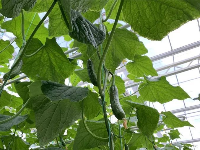 無(wú)土栽培黃瓜.jpg 無(wú)土栽培黃瓜.jpg