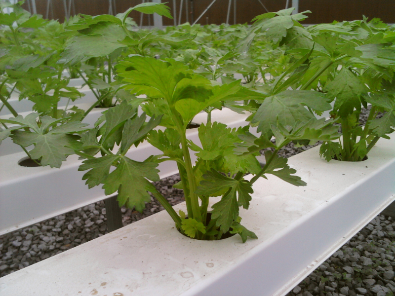 無(wú)土栽培芹菜.jpg 無(wú)土栽培芹菜.jpg