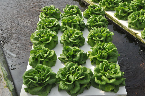 無(wú)土栽培生菜.jpg 無(wú)土栽培生菜.jpg