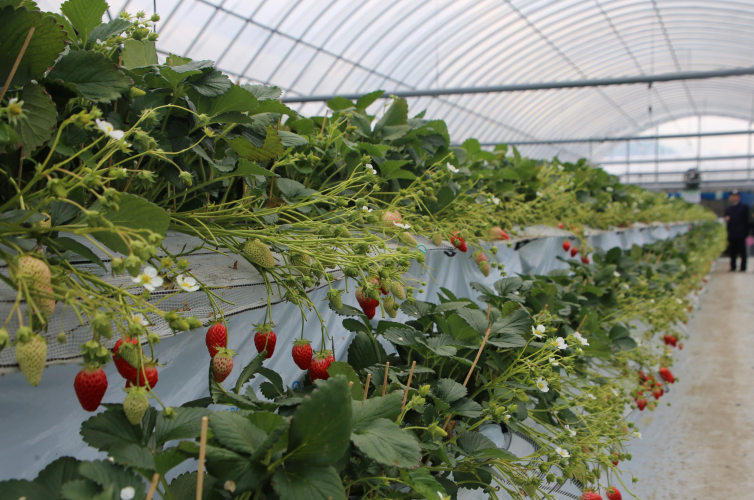 無土栽培高架草莓.png 無土栽培高架草莓.png