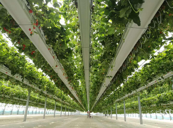 電動可升降吊掛式立體無土栽培.png 電動可升降吊掛式立體無土栽培.png