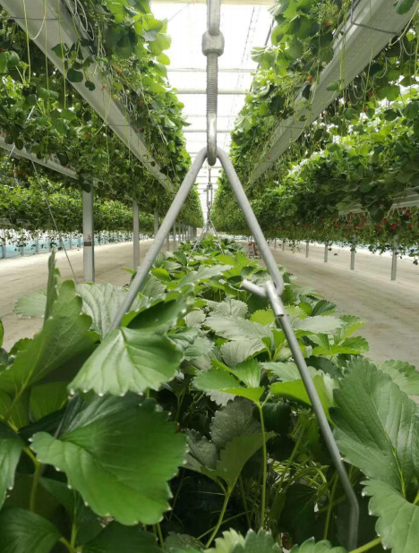 電電動可升降吊掛式立體無土栽培.png 電電動可升降吊掛式立體無土栽培.png