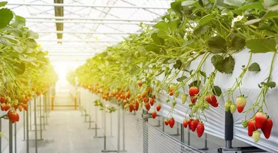 平面支架式無土栽培(H型).jpg 平面支架式無土栽培(H型).jpg