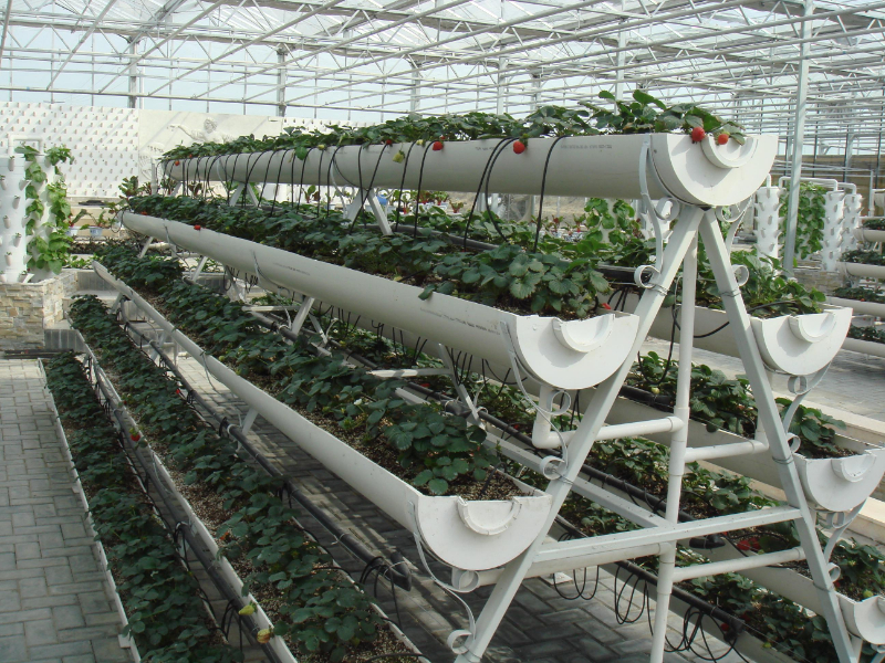 立體支架式無土栽培(A字架).jpg 立體支架式無土栽培(A字架).jpg