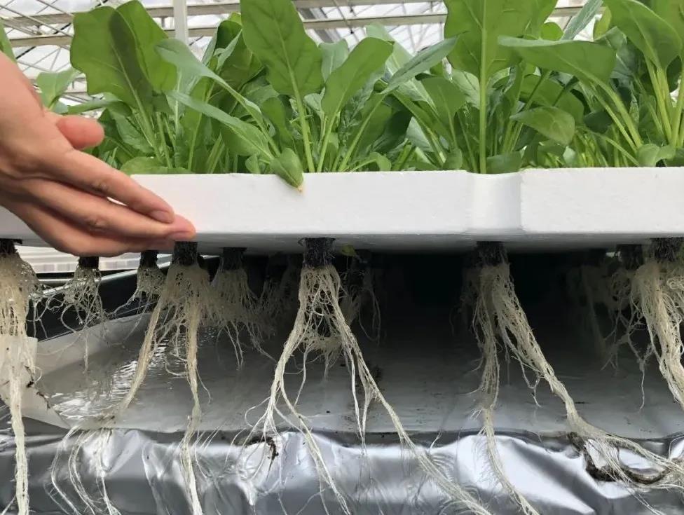 無(wú)土栽培淺液流漂浮板模式.jpg 無(wú)土栽培淺液流漂浮板模式.jpg