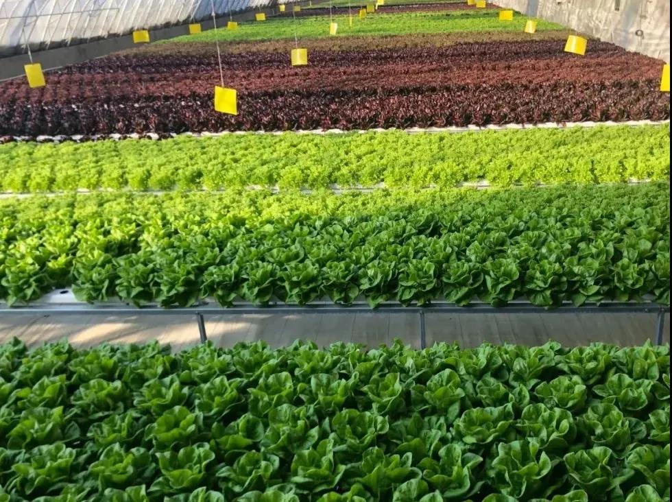 無(wú)土栽培淺液流管道模式.jpg 無(wú)土栽培淺液流管道模式.jpg