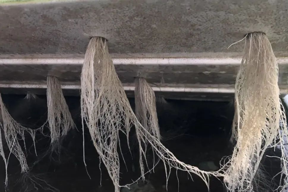 無(wú)土栽培深液流漂浮板模式.jpg 無(wú)土栽培深液流漂浮板模式.jpg