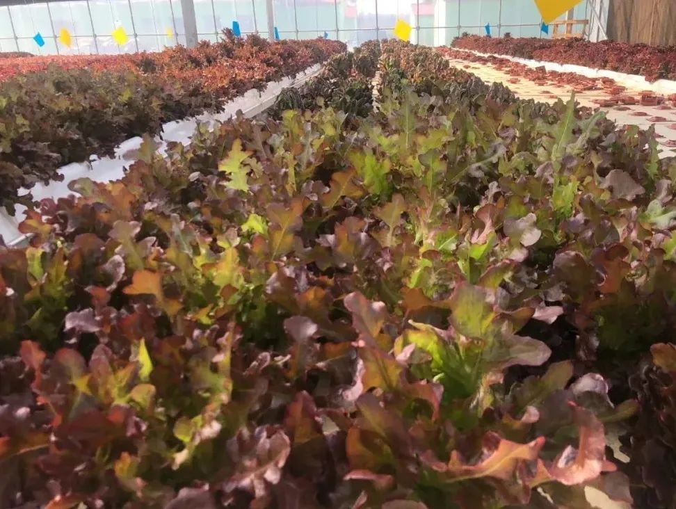 無(wú)土栽培深液流漂浮板模式.jpg 無(wú)土栽培深液流漂浮板模式.jpg