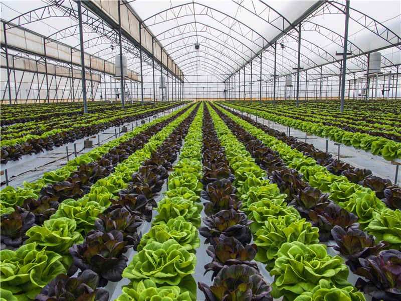 156785295295666.jpg 156785295295666.jpg