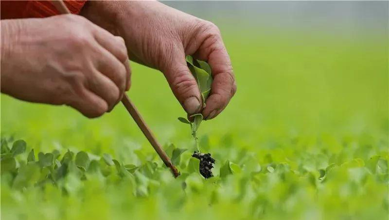 分苗.jpg 分苗.jpg