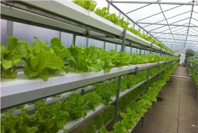 無(wú)土栽培--立式管道栽培生菜.png 無(wú)土栽培--立式管道栽培生菜.png