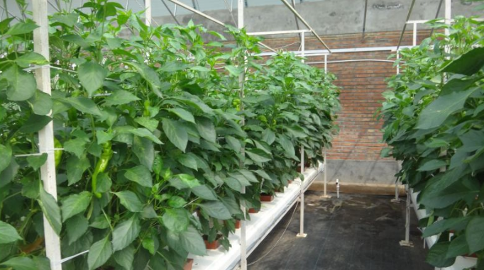 果菜復合無土栽培.png 果菜復合無土栽培.png