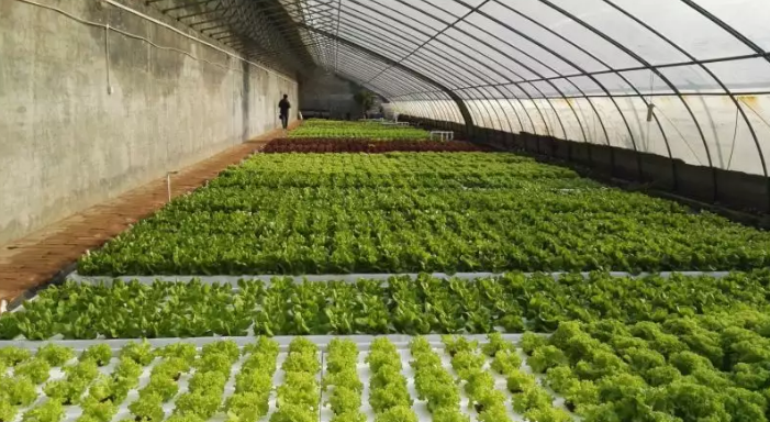 三段二次移植漂浮潮汐式無土栽培水培.png 三段二次移植漂浮潮汐式無土栽培水培.png