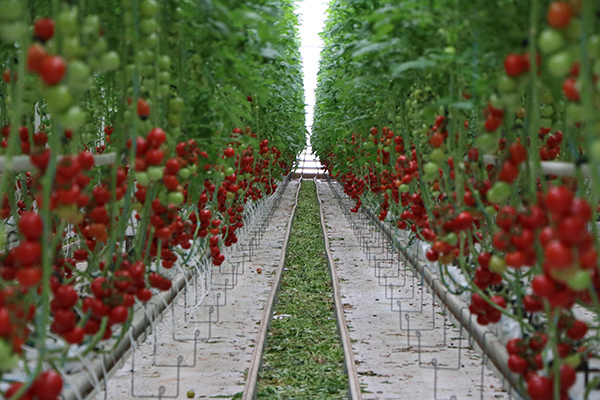 無土栽培西紅柿.jpg 無土栽培西紅柿.jpg