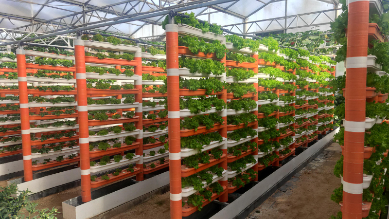 漏窗式栽培.jpg 漏窗式栽培.jpg