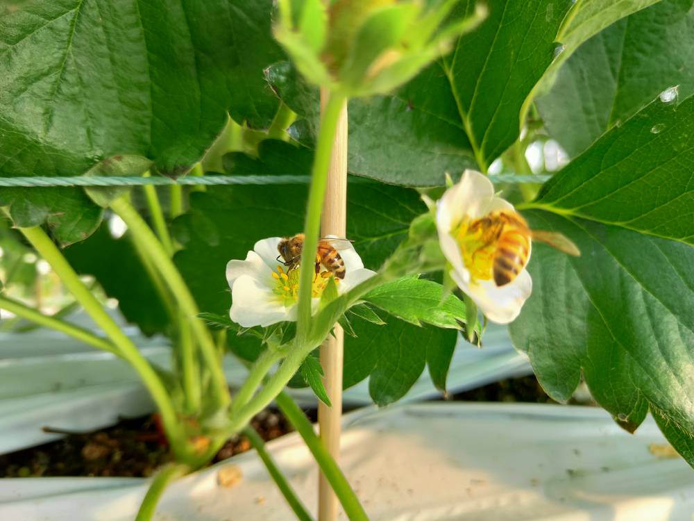 無土栽培草莓蜜蜂授粉.jpg 無土栽培草莓蜜蜂授粉.jpg