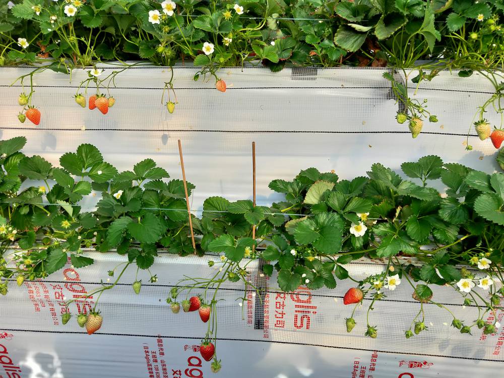 無土栽培高架草莓.jpg 無土栽培高架草莓.jpg