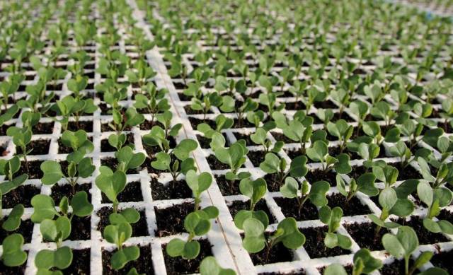 無土栽培穴盤育苗.jpg 無土栽培穴盤育苗.jpg