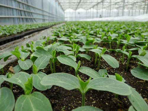 無土栽培基質(zhì)育苗.jpg 無土栽培基質(zhì)育苗.jpg