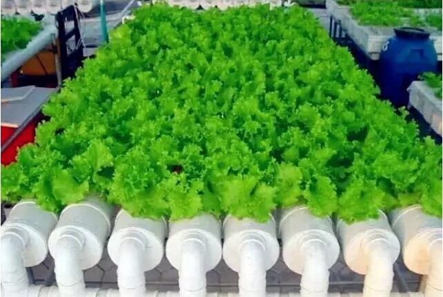 無土栽培管道水培.jpg 無土栽培管道水培.jpg