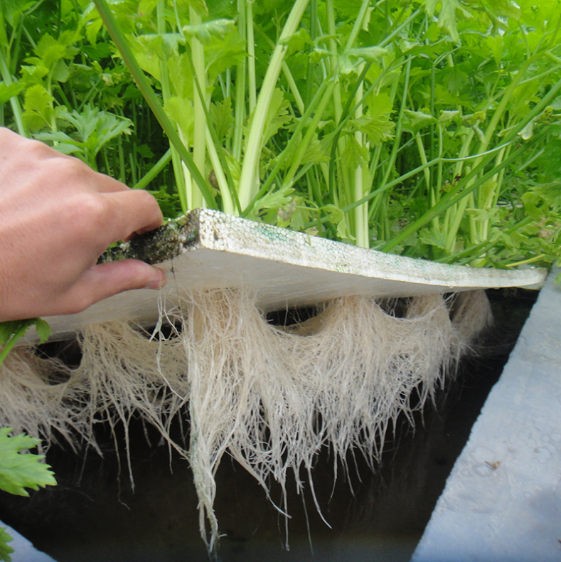 無土栽培漂浮培.png 無土栽培漂浮培.png