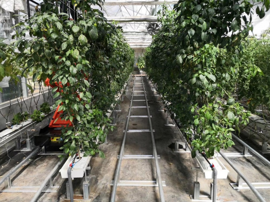 立體椰糠無土栽培.png 立體椰糠無土栽培.png