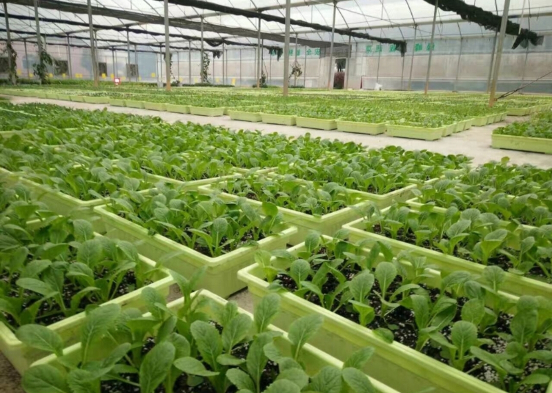 無土栽培盆栽蔬菜.jpg 無土栽培盆栽蔬菜.jpg